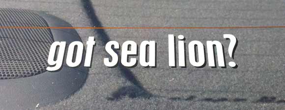 Vehicle Window Lettering