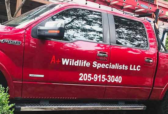 Custom Vinyl Vehicle Decals Custom Vinyl Vehicle Decals