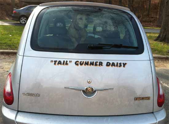Dog Vehicle Dog Vehicle