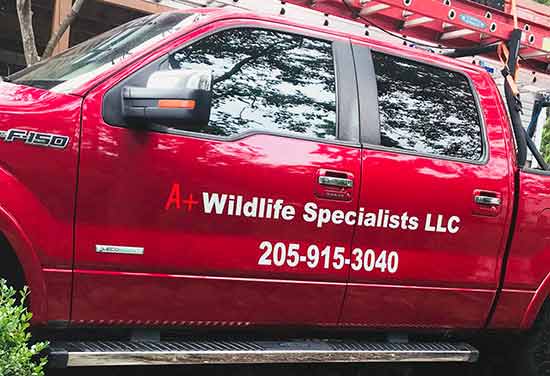 Custom Vinyl Vehicle Decals Custom Vinyl Vehicle Decals